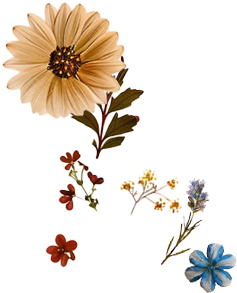 Flowers Back