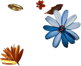 Flowers Mid