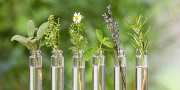 Many bottles with essential oils and plants on wooden table against blurred green background