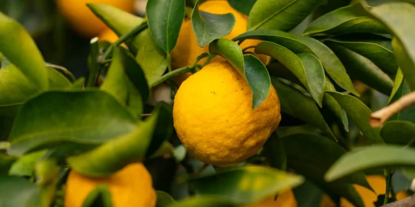 Trees,Bear,A,Citrona,Small,Citrus,Fruit-citrus,Junos-,In,Fukuoka