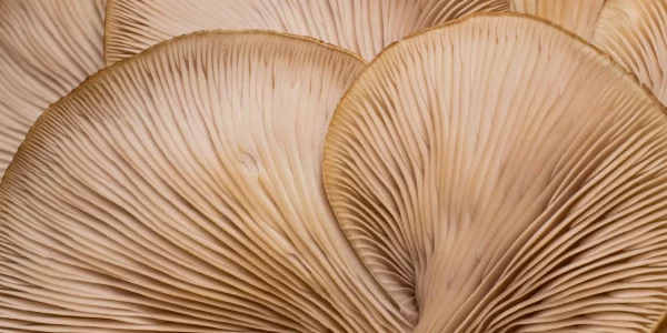 Bottom,Side,Of,Oyster,Mushroom,Hats,With,Slats.,Detail,Of