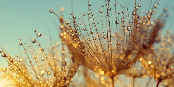 Dewy,Dandelion,Flower,At,Sunrise,Close,Up